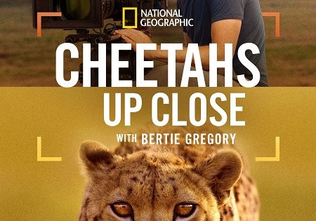 حصريا شاهد فيلم Cheetahs Up Close with Bertie Gregory 2026 مترجم